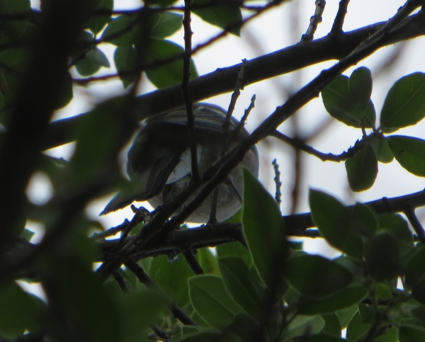 passeraceo timido: Fringuello (Fringilla coelebs), femmina